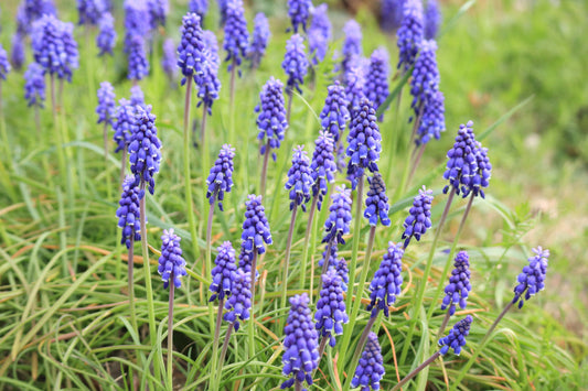 What are Lampascioni and what to do with them?