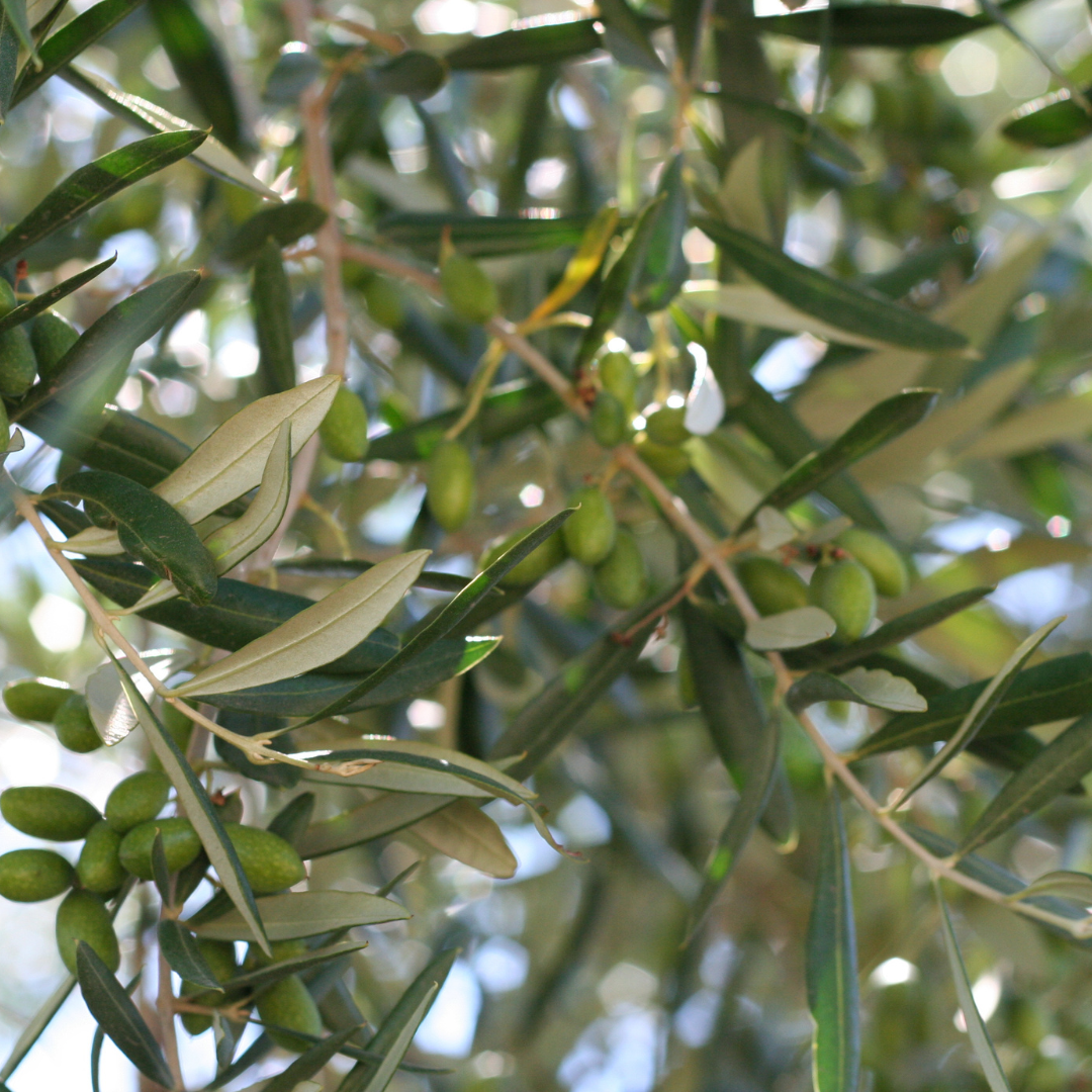The Olive Harvest in Puglia: A Celebration of Tradition and Taste
