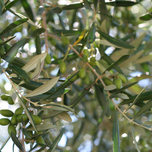 The Olive Harvest in Puglia: A Celebration of Tradition and Taste